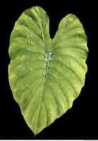 free photo texture of tropical leaf 